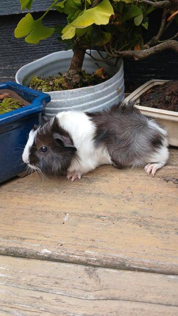 Dit lieve cavia zeugje Lina zoekt een gouden huisje. beschikbaar voor biedingen
