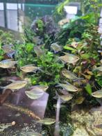 10x Diamantzalm, Dieren en Toebehoren, Vissen | Aquariumvissen, Vis