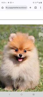 Kleine honden  – met paspoort, vaccinaties en l, Dieren en Toebehoren, Honden | Chihuahua's en Gezelschapshonden, HCC (leverziekte)