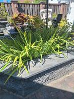 Vijver planten / Water zuivering, Ophalen of Verzenden