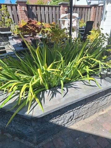 Vijver planten / Water zuivering  beschikbaar voor biedingen