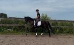 Bloedmooie 5 jarige ruin van Koning, Dieren en Toebehoren, Paarden, Ruin, Dressuurpaard, 3 tot 6 jaar, L
