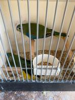 Turquoisine parkieten .Legsel 2025, € 17,50, Dieren en Toebehoren, Geslacht onbekend, Parkiet, Geringd