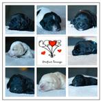 Prachtige Labradoodle Pups, Particulier, Rabiës (hondsdolheid), Meerdere, 8 tot 15 weken