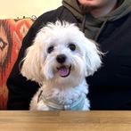 Maltezer dekreu met stamboom & DNA-rapport, Dieren en Toebehoren, Honden | Dekreuen, Particulier, Rabiës (hondsdolheid), Reu, Buitenland