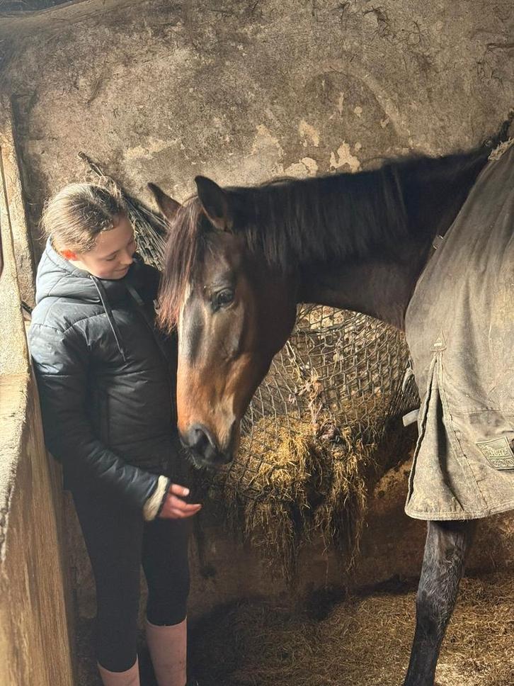 Verzorger/bijrijder AANGEBODEN!, Dieren en Toebehoren, Paarden en Pony's | Verzorgingsproducten, Ophalen of Verzenden