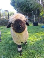 Walliser schwarznase ooien, Dieren en Toebehoren, Vrouwelijk, Schaap, 0 tot 2 jaar