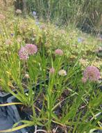 Alium Millenium, Volle zon, Vaste plant, Zomer, Ophalen