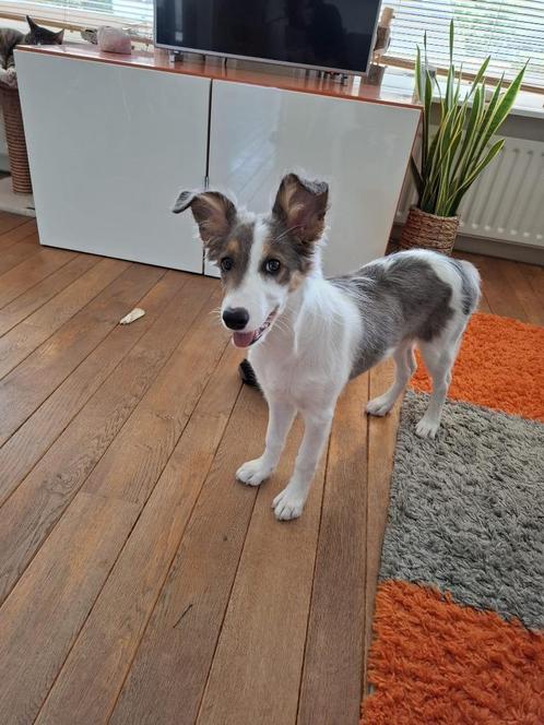 Border collie pup 16 weken, Dieren en Toebehoren, Honden | Herdershonden en Veedrijvers, Teef, Collie, Particulier, Eén hond, Nederland