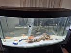 Juwel vision 260 met cichildes en helialux met smart control, Dieren en Toebehoren, Vissen | Aquaria en Toebehoren, Ophalen, Zo goed als nieuw