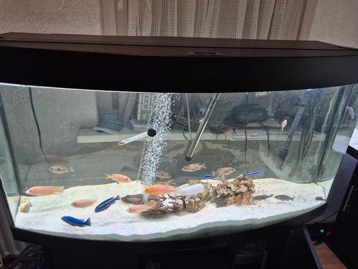 Juwel vision 260 met cichildes en helialux met smart control, Dieren en Toebehoren, Vissen | Aquaria en Toebehoren, Zo goed als nieuw