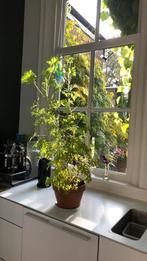 Citroengeranium, Huis en Inrichting, Kamerplanten, Ophalen, Halfschaduw, Minder dan 100 cm