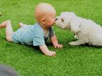 prachtig kleine Maltezer Dekreu, Dieren en Toebehoren, Honden | Dekreuen, Particulier, 3 tot 5 jaar, CDV (hondenziekte), Reu