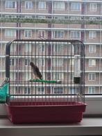 Edelzanger man 2023  DNA-certificaat, Dieren en Toebehoren, Vogels | Overige Vogels, Mannelijk, Tropenvogel, Geringd