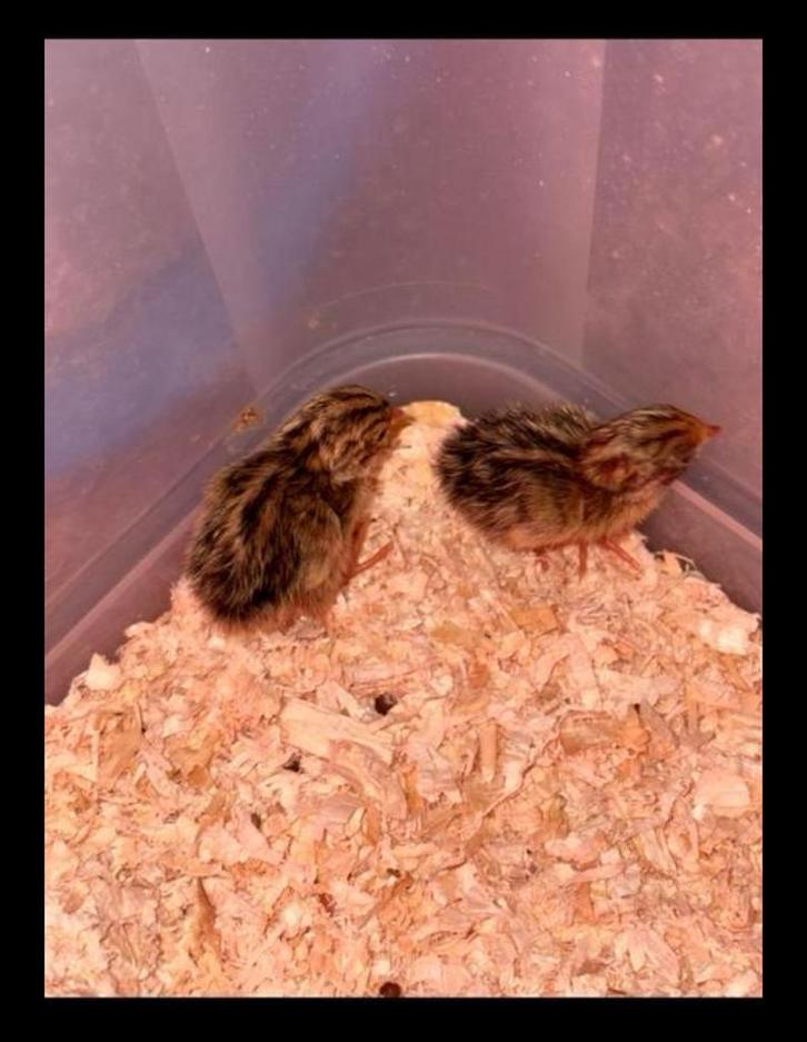 Chinese Dwergkwartel Broedeieren, Dieren en Toebehoren, Vogels | Overige Vogels, Geslacht onbekend