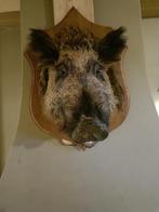 opgezette kop wildzwijn taxidermie, Ophalen, Gebruikt, Wild dier, Gewei of Kop