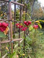 Lei Sierappel Red Sentinel €49,95 pst 3 voor €120,00, Ophalen of Verzenden, Lente