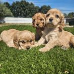 Te koop mooie Cavapoo pups