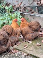 Cochin krielen, Dieren en Toebehoren, Meerdere dieren, Kip