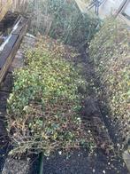 4 hedera hekken klimhop 2 mtr bij 1 mtr, Ophalen, Overige soorten, 100 tot 250 cm