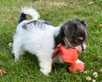Nog 1 geweldig Chihuahua x Chinese naakthond  pupje. Teefje, Dieren en Toebehoren, Honden | Chihuahua's en Gezelschapshonden, Overige rassen