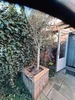 Gratis tuinpotten en olijf boompje, Ophalen, Volle zon, Overige soorten