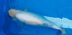 Koi 40cm, Dieren en Toebehoren, Vissen | Vijvervissen, Karper of Koi