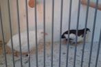 Verschillende koppels chinese dwerg kwartels, Dieren en Toebehoren, Vogels | Overige Vogels, Meerdere dieren, Tropenvogel