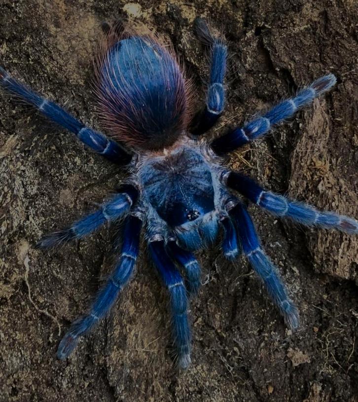 Pterinopelma sazimai f5 f6, Dieren en Toebehoren, Insecten en Spinnen, Spin of Schorpioen
