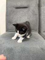 Nestje 1katertje en  1 poesje, Dieren en Toebehoren, Katten en Kittens | Overige Katten, Meerdere dieren