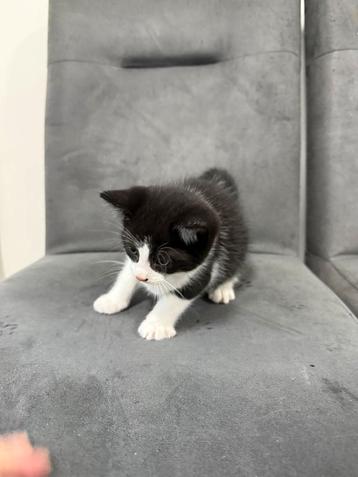 Nestje 1katertje en  1 poesje beschikbaar voor biedingen