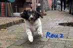 Friese Stabij Pups Bruin Schimmel, Dieren en Toebehoren, Honden | Retrievers, Spaniëls en Waterhonden, Overige rassen, CDV (hondenziekte)