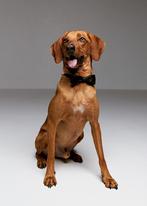 Papik is looking  for a lovely  family .....️, Dieren en Toebehoren, Honden | Niet-rashonden, Reu, Parvo, Eén hond, 3 tot 5 jaar