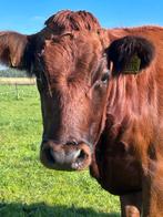 Mooie dexter koe met stamboom, Dieren en Toebehoren, Vrouwelijk, 3 tot 6 jaar
