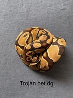 Trojan het Desert Ghost man koningspython ballpython, Slang