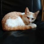 Lief katertje, Dieren en Toebehoren, Katten en Kittens | Overige Katten, Kater, Kortharig, 0 tot 2 jaar