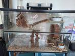 Knaagdieren verblijf 75 x 50 x 40 cm, Kooi, Minder dan 75 cm, Hamster, Ophalen