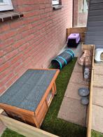 Kleinschalige cavia vakantie opvang, Dieren en Toebehoren, Ophalen, Verzorging