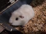 Jonge cavia, Dieren en Toebehoren, Knaagdieren, Cavia, Augustus, Vrouwelijk, Tam