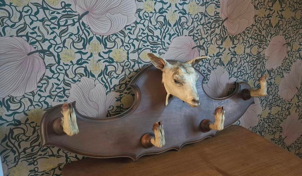 Kapstok taxidermie geit, Antiek en Kunst, Curiosa en Brocante, Ophalen