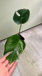 Monstera albo, Huis en Inrichting, Kamerplanten, Ophalen of Verzenden