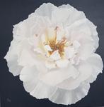 Schilderij Roos, Roos op doek Olieverf, Bloem Rozen Kunst, Antiek en Kunst, Kunst | Schilderijen | Modern, Ophalen of Verzenden