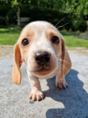 Prachtige piebald cream korthaar kaninchen pupjes  beschikbaar voor biedingen