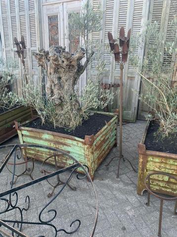 Mooi voor terras olijfbomen schommel tafels deco stoelen enz beschikbaar voor biedingen