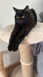 Britse Korthaar, Dieren en Toebehoren, Katten en Kittens | Dekkaters