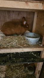 Rode Nieuwzeelanders, Dieren en Toebehoren, Konijnen