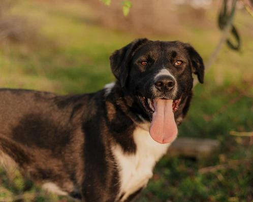 ‍ Nika zoekt een thuis ‍, Dieren en Toebehoren, Honden | Niet-rashonden, Middel, Teef, Particulier, Eén hond, Buitenland, 3 tot 5 jaar
