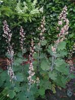 Pluimpapaver "Macleaya cordata", Volle zon, Vaste plant, Zomer, Ophalen