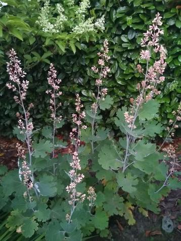 Pluimpapaver "Macleaya cordata"  beschikbaar voor biedingen