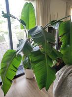 Paradijsvogelplant/Strelitzia incl. zelfwaterende pot, Huis en Inrichting, Ophalen, Volle zon, 150 tot 200 cm